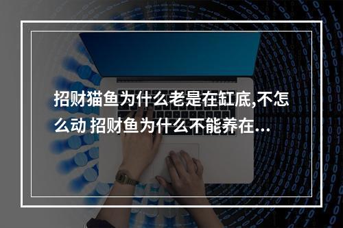 招财猫鱼为什么老是在缸底,不怎么动 招财鱼为什么不能养在水里
