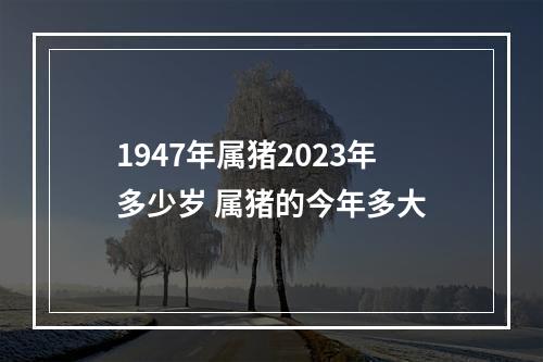 1947年属猪2023年多少岁 属猪的今年多大