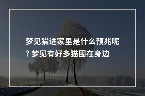 梦见猫进家里是什么预兆呢? 梦见有好多猫围在身边