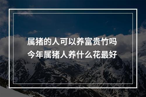 属猪的人可以养富贵竹吗 今年属猪人养什么花最好