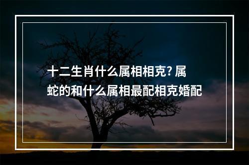 十二生肖什么属相相克? 属蛇的和什么属相最配相克婚配