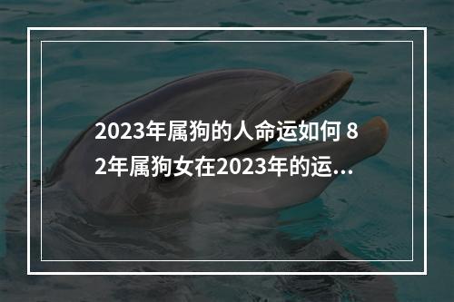 2023年属狗的人命运如何 82年属狗女在2023年的运势和财运