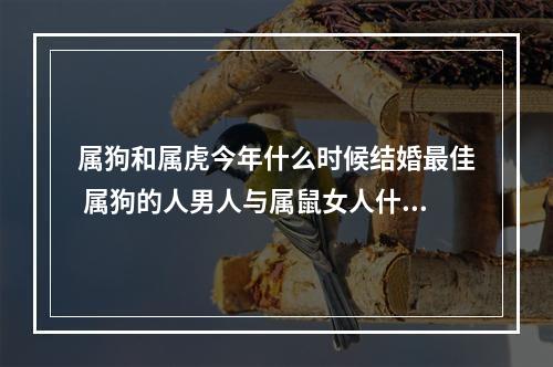 属狗和属虎今年什么时候结婚最佳 属狗的人男人与属鼠女人什么时候结婚好?