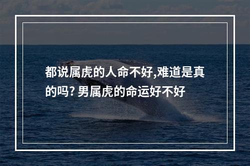 都说属虎的人命不好,难道是真的吗? 男属虎的命运好不好