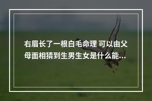 右眉长了一根白毛命理 可以由父母面相猜到生男生女是什么能力