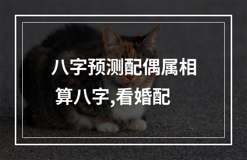 八字预测配偶属相 算八字,看婚配