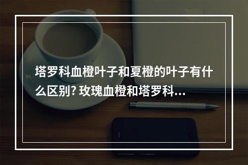 塔罗科血橙叶子和夏橙的叶子有什么区别? 玫瑰血橙和塔罗科血橙的区别