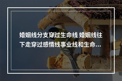 婚姻线分支穿过生命线 婚姻线往下走穿过感情线事业线和生命线