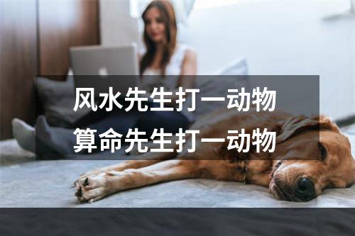 风水先生打一动物 算命先生打一动物