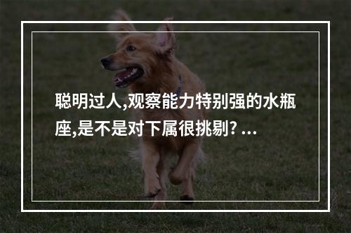 聪明过人,观察能力特别强的水瓶座,是不是对下属很挑剔? 水瓶座喜欢观察别人