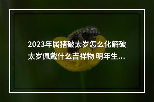 2023年属猪破太岁怎么化解破太岁佩戴什么吉祥物 明年生肖猪运势