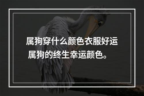 属狗穿什么颜色衣服好运 属狗的终生幸运颜色。