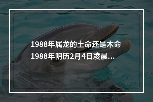 1988年属龙的土命还是木命 1988年阴历2月4日凌晨5点的龙是木命还是土命