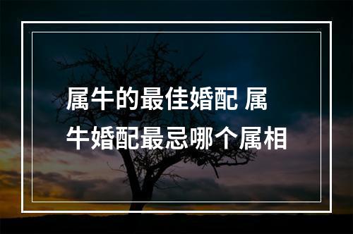 属牛的最佳婚配 属牛婚配最忌哪个属相
