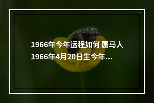 1966年今年运程如何 属马人1966年4月20日生今年运气如何