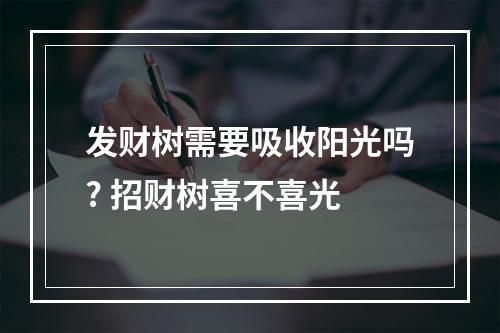 发财树需要吸收阳光吗? 招财树喜不喜光