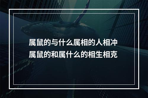 属鼠的与什么属相的人相冲 属鼠的和属什么的相生相克