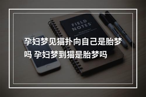孕妇梦见猫扑向自己是胎梦吗 孕妇梦到猫是胎梦吗