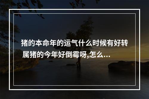猪的本命年的运气什么时候有好转 属猪的今年好倒霉呀,怎么办还有半年没过呢?