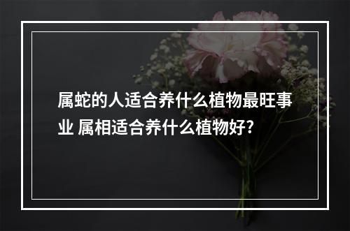 属蛇的人适合养什么植物最旺事业 属相适合养什么植物好?