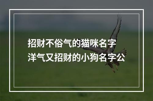 招财不俗气的猫咪名字 洋气又招财的小狗名字公