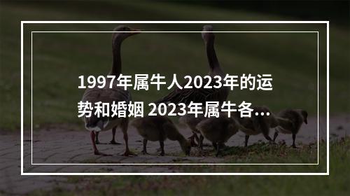 1997年属牛人2023年的运势和婚姻 2023年属牛各个时辰