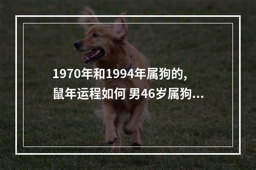 1970年和1994年属狗的,鼠年运程如何 男46岁属狗今年财运