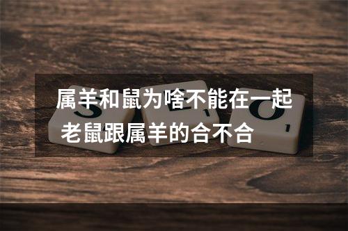 属羊和鼠为啥不能在一起 老鼠跟属羊的合不合