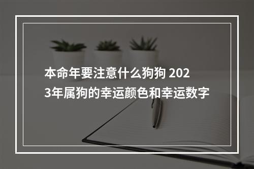 本命年要注意什么狗狗 2023年属狗的幸运颜色和幸运数字