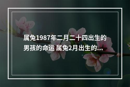 属兔1987年二月二十四出生的男孩的命运 属兔2月出生的男命运