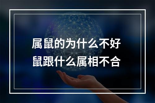 属鼠的为什么不好 鼠跟什么属相不合