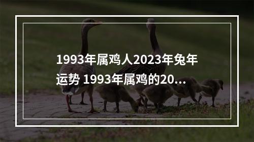 1993年属鸡人2023年兔年运势 1993年属鸡的2023能结婚吗
