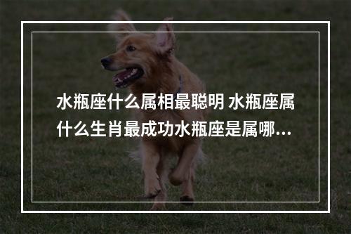 水瓶座什么属相最聪明 水瓶座属什么生肖最成功水瓶座是属哪些生肖最好