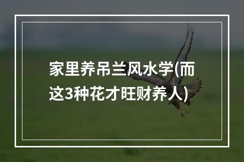 家里养吊兰风水学(而这3种花才旺财养人)