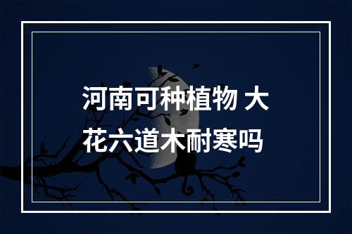 河南可种植物 大花六道木耐寒吗