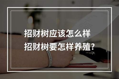 招财树应该怎么样 招财树要怎样养殖?