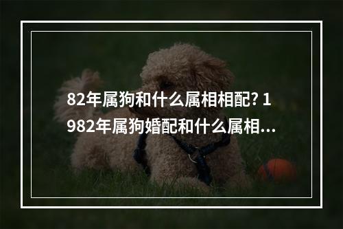 82年属狗和什么属相相配? 1982年属狗婚配和什么属相合适