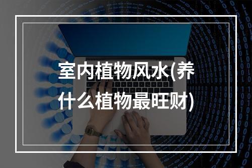 室内植物风水(养什么植物最旺财)