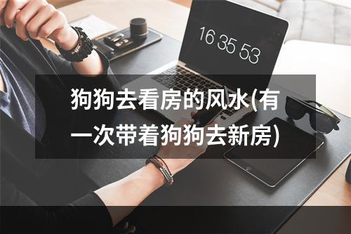 狗狗去看房的风水(有一次带着狗狗去新房)