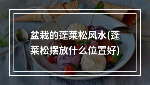 盆栽的蓬莱松风水(蓬莱松摆放什么位置好)