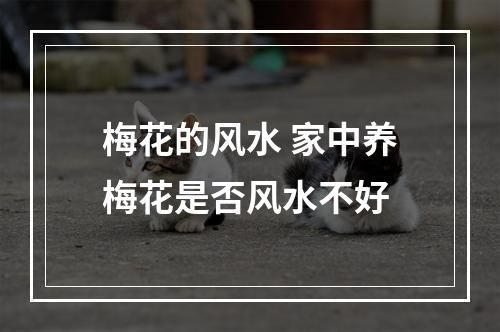 梅花的风水 家中养梅花是否风水不好