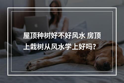 屋顶种树好不好风水 房顶上栽树从风水学上好吗？