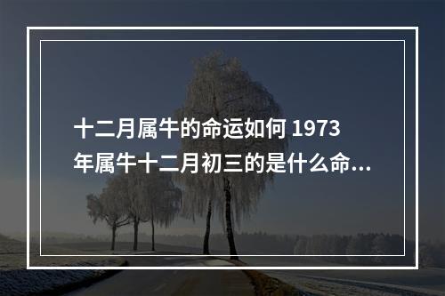 十二月属牛的命运如何 1973年属牛十二月初三的是什么命?