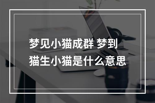 梦见小猫成群 梦到猫生小猫是什么意思