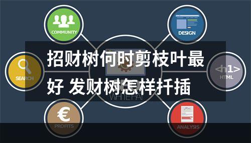 招财树何时剪枝叶最好 发财树怎样扦插