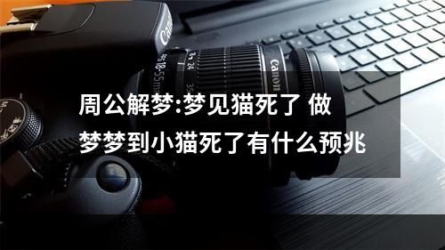 周公解梦:梦见猫死了 做梦梦到小猫死了有什么预兆