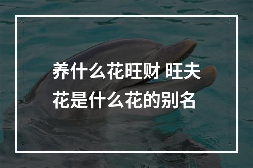 养什么花旺财 旺夫花是什么花的别名