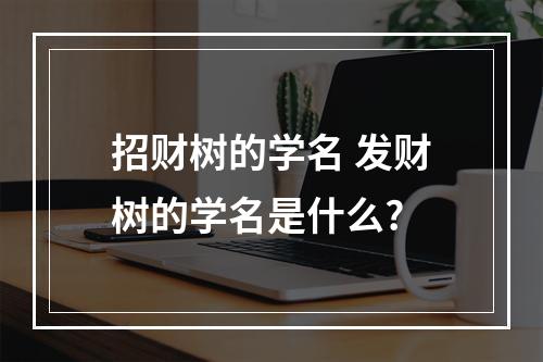 招财树的学名 发财树的学名是什么?