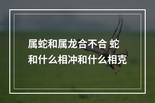 属蛇和属龙合不合 蛇和什么相冲和什么相克