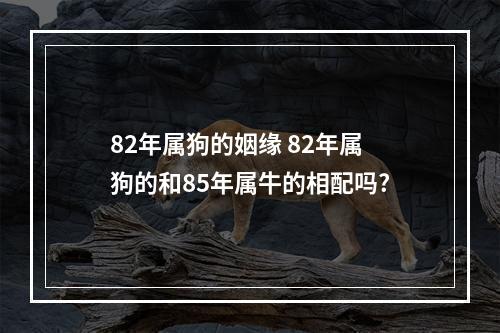 82年属狗的姻缘 82年属狗的和85年属牛的相配吗?